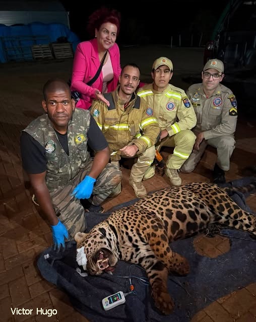 Força-tarefa finalmente localiza e captura onça pintada na região de Mandaguari