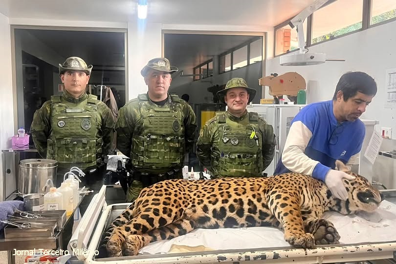 Onça-pintada é capturada com segurança após aparecer em bairro residencial de Foz do Iguaçu