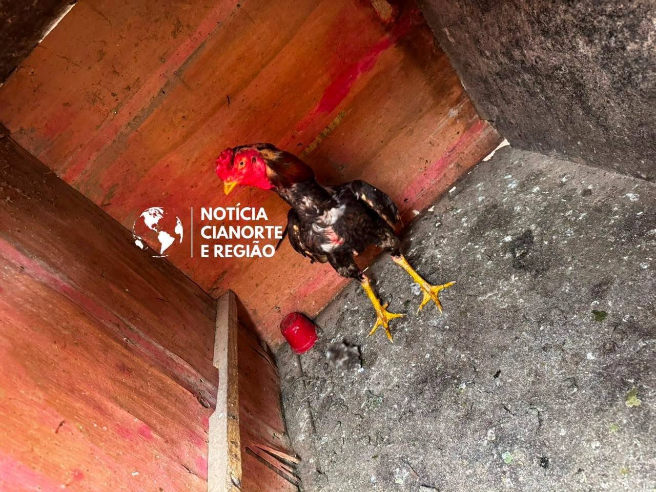Quatro homens são detidos por suspeita de rinha de galos e guarda ilegal de aves em Cidade Gaúcha