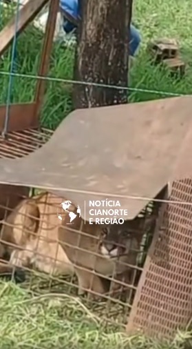 Três felinos silvestres são resgatados em ações da polícia militar ambiental no interior do Paraná